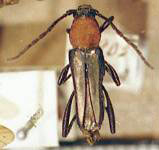 Odontocera punctata