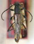 Odontocera quinquecallosa