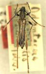 Odontocera scabricollis