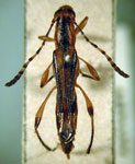 Odontocera virgata