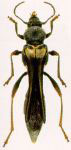 Sphecomorpha chalybea