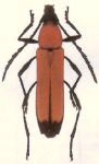 Sulcommata ruficollis