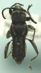 Tomopterus larroides