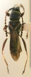 Tomopterus servillei