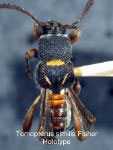 Tomopterus similis