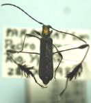 Coremia signaticollis