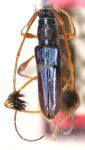 Cosmisoma flavipes