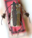 Cosmisoma hirtipes