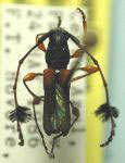 Cosmisoma militaris