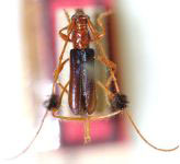 Cosmisoma nitidipenne