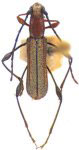 Dihammaphora brasileira