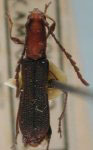 Dihammaphora glabripennis