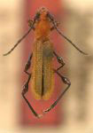 Dihammaphora meissneri