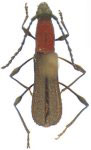 Dihammaphora perforata