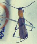 Dihammaphora ruficollis