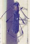 Dihammaphora scutata