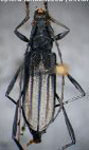 Listroptera tenebricosa