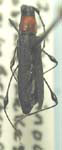 Rhopalophora meeskei