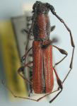 Ancylocera amplicornis