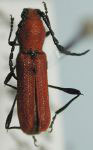 Ancylocera bruchi