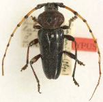 Andraegoidus laticollis