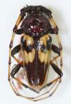 Andraegoidus variegatus