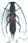 Cercoptera banonii