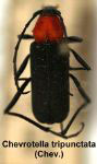 Chevrolatella tripunctata