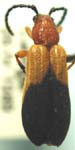 Elytroleptus divisus