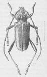 Molitones flavipennis