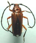 Oxymerus chevrolatii