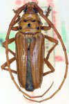 Oxymerus luteus luteus