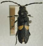 Ozodera callidioides