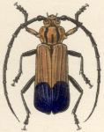 Parevander nobilis