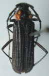  Pleuromenus baccifer