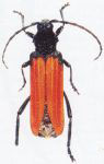  Polyschisis tucumana