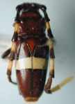  Trachyderes (Trachyderes) succinctus duponti