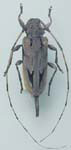 Acanthocinus nodosus