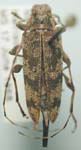 Acanthocinus obsoletus