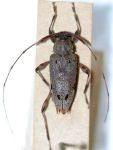 Anisopodus affinis