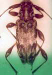 Anisopodus callistus