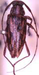 Anisopodus xylinus