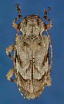 Astylopsis arcuata