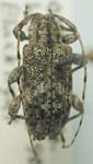 Astylopsis collaris