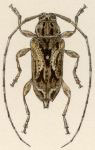 Carphina arcifera