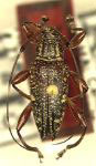 Cobelura stockwelli