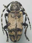 Coenopoeus palmeri