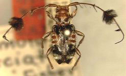 Cosmotoma fasciata