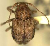 Eugamandus oakleyi