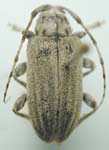 Glaucotes yuccivorus